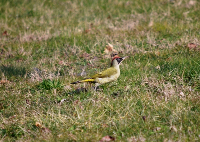Picchio verde